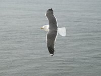 Larus marinus 3, Grote mantelmeeuw, Saxifraga-Piet Munsterman