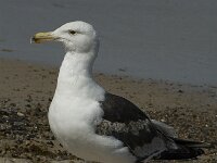 Larus marinus 30, Grote mantelmeeuw, 3rd winter, Saxifraga-Jan van der Straaten
