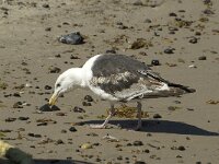 Larus marinus 31, Grote mantelmeeuw, 3rd winter, Saxifraga-Jan van der Straaten