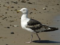 Larus marinus 32, Grote mantelmeeuw, 3rd winter, Saxifraga-Jan van der Straaten