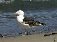 Larus marinus 33, Grote mantelmeeuw, 3rd winter, Saxifraga-Jan van der Straaten