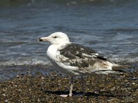 Larus marinus 34, Grote mantelmeeuw, 3rd winter, Saxifraga-Jan van der Straaten