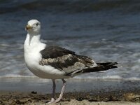 Larus marinus 35, Grote mantelmeeuw, 3rd winter, Saxifraga-Jan van der Straaten