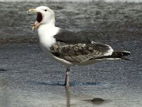 Larus marinus 36, Grote mantelmeeuw, 3rd winter, Saxifraga-Jan van der Straaten
