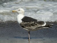 Larus marinus 37, Grote mantelmeeuw, 3rd winter, Saxifraga-Jan van der Straaten