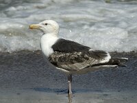 Larus marinus 38, Grote mantelmeeuw, 3rd winter, Saxifraga-Jan van der Straaten