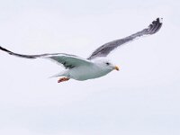 Larus marinus 39, Grote mantelmeeuw, Saxifraga-Bart Vastenhouw