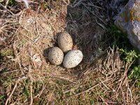 Larus marinus 4, Grote mantelmeeuw, Saxifraga-Peter Meininger