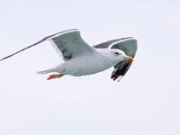 Larus marinus 40, Grote mantelmeeuw, Saxifraga-Bart Vastenhouw