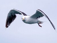 Larus marinus 41, Grote mantelmeeuw, Saxifraga-Bart Vastenhouw