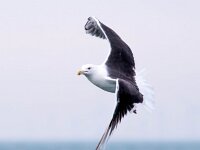 Larus marinus 42, Grote mantelmeeuw, Saxifraga-Bart Vastenhouw