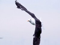Larus marinus 43, Grote mantelmeeuw, Saxifraga-Bart Vastenhouw