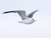 Larus marinus 44, Grote mantelmeeuw, Saxifraga-Bart Vastenhouw