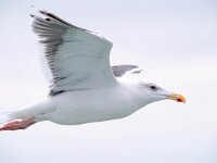 Larus marinus 45, Grote mantelmeeuw, Saxifraga-Bart Vastenhouw