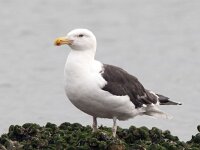 Larus marinus 46, Grote mantelmeeuw, Saxifraga-Bart Vastenhouw
