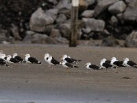 Larus marinus 5, Grote mantelmeeuw, Saxifraga-Piet Munsterman