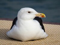 Larus marinus 52, Grote mantelmeeuw, Saxifraga-Bart Vastenhouw