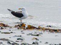 Larus marinus 58, Grote maletelmeeuw, adult, Saxifraga-Theo Verstrael