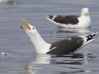 Larus marinus 6, Grote mantelmeeuw, Saxifraga-Luc Hoogenstein  Grote mantelmeeuw, roepend. Calling Greater Black-backed gull : two, rood, zeevogel, Europe, Larus marinus, geel, zeemeeuw, Europa, reflectie, Grote Mantelmeeuw, nature, white, black, vogel, twee, Norway, zee, gull, wit, red, breeding plumage, zwart, natuur, Greater Black-backed gull, yellow, roepend, broedkleed, Noorwegen, meeuw, water, bird, Smola, calling