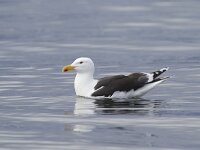 Larus marinus 7, Grote mantelmeeuw, Saxifraga-Luc Hoogenstein  Grote mantelmeeuw, roepend. Calling Greater Black-backed gull : Europe, breeding plumage, reflectie, natuur, zee, Smola, zeemeeuw, Grote Mantelmeeuw, black, Europa, meeuw, wit, zeevogel, rood, red, Norway, water, yellow, Greater Black-backed gull, white, broedkleed, Larus marinus, geel, gull, vogel, zwart, nature, bird, Noorwegen