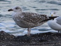 Larus marinus 8, Grote mantelmeeuw, first winter, Saxifraga-Peter Meininger
