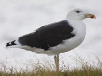 Larus marinus 9, Grote mantelmeeuw, Saxifraga-Peter Meininger
