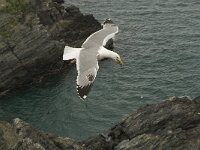 Larus michahellis 15, Geelpootmeeuw, Saxifraga-Jan van der Straaten
