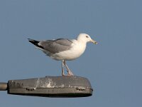 Pontische meeuw; Larus cachinnans, Caspian Gull  Pontische meeuw; Larus cachinnans, Caspian Gull