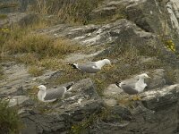 Larus michahellis 27, Geelpootmeeuw, Saxifraga-Willem van Kruijsbergen