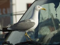 Larus michahellis 30, Geelpootmeeuw, Saxifraga-Jan van der Straaten