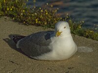 Larus michahellis 32, Geelpootmeeuw, Saxifraga-Jan van der Straaten