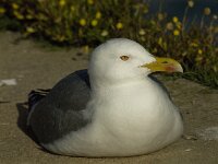 Larus michahellis 33, Geelpootmeeuw, Saxifraga-Jan van der Straaten