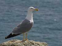 Larus michahellis 36, Geelpootmeeuw, Saxifraga-Willem van Kruijsbergen