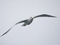 Larus michahelis, Caspian gull, Yellow-Legged Gull, Geelpootmeeu  Larus michahelis, Caspian gull, Yellow-Legged Gull, Geelpootmeeuw : adult, autumn, bird, Caspian Gull, Den Helder, fall, flight, flight image, flying, Geelpootmeeuw, herfst, in flight, Larus michahelis, migratory bird, migratory species, nature, natuur, Nederland, Noordzee, North Sea. Natura 2000, sea bird, the Netherlands, trekvogel, vliegend, vlucht, vluchtbeeld, vogel, volwassen, winter plumage, wintergast, wintering bird, wintering species, winterkleed, Yellow-legged Gull, zeevogel