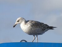 Larus michahellis 40, Geelpootmeeuw, Saxifraga-Willem van Kruijsbergen