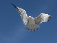 Larus michahellis 47, Geelpootmeeuw, Saxifraga-Willem van Kruijsbergen