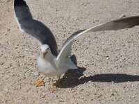 Larus michahellis 49, Geelpootmeeuw, Saxifraga-Willem van Kruijsbergen