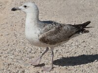 Larus michahellis 51, Geelpootmeeuw, Saxifraga-Willem van Kruijsbergen