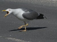 Larus michahellis 56, Geelpootmeeuw, Saxifraga-Willem van Kruijsbergen