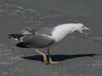 Larus michahellis 60, Geelpootmeeuw, Saxifraga-Willem van Kruijsbergen