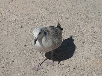 Larus michahellis 63, Geelpootmeeuw, Saxifraga-Willem van Kruijsbergen