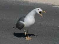 Larus michahellis 69, Geelpootmeeuw, Saxifraga-Willem van Kruijsbergen