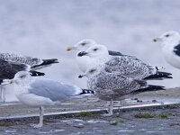 Larus michahellis 76, Geelpootmeeuw, winter, Saxifraga-Mark Zekhuis