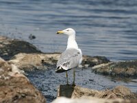 Larus michahellis 79, Geelpootmeeuw, Saxifraga-Dirk Hilbers