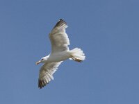 Larus michahellis 83, Geelpootmeeuw, Saxifraga-Willem van Kruijsbergen