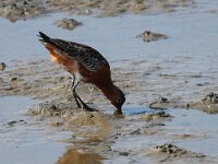 Limosa lapponica 11, Rosse grutto, Saxifraga-Bart Vastenhouw