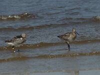 Limosa lapponica 17, Rosse grutto,  Saxifraga-Willem van Kruijsbergen