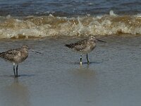 Limosa lapponica 18, Rosse grutto,  Saxifraga-Willem van Kruijsbergen