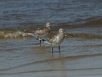 Limosa lapponica 19, Rosse grutto,  Saxifraga-Willem van Kruijsbergen