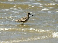 Limosa lapponica 2, Rosse grutto, Saxifraga-Jan van der Straaten